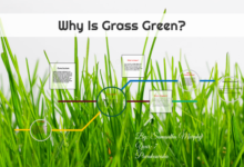 Why Is Grass Green