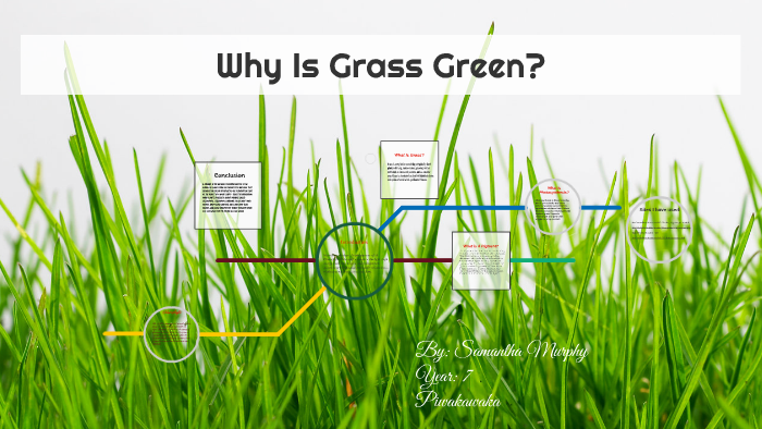 Why Is Grass Green