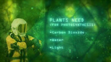 BBC Bitesize KS3 Photosynthesis