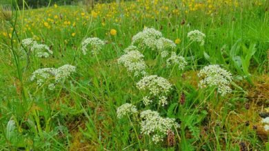 pignut plant