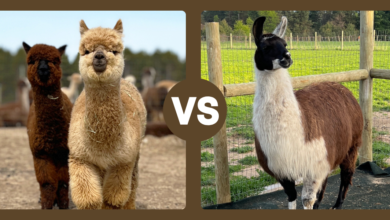 llama and alpaca difference