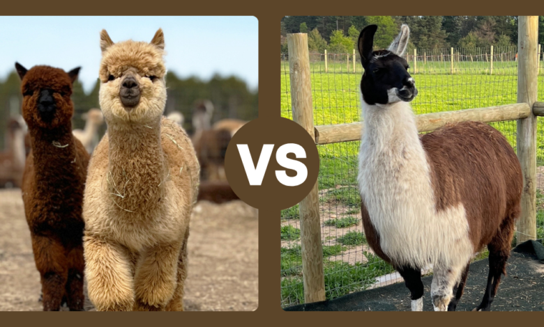 llama and alpaca difference