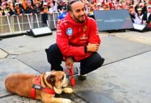 Lewis Hamilton Dog