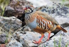 Partridge