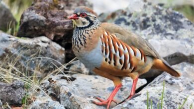 Partridge