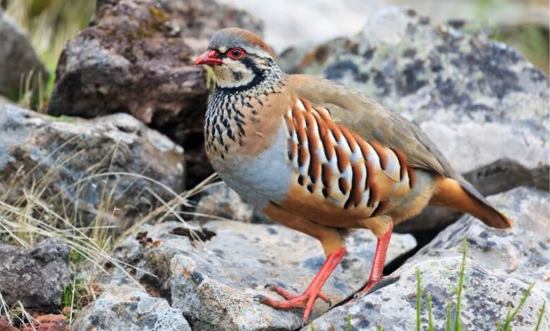 Partridge