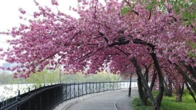 Cherry Blossom Tree