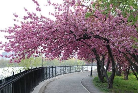 Cherry Blossom Tree